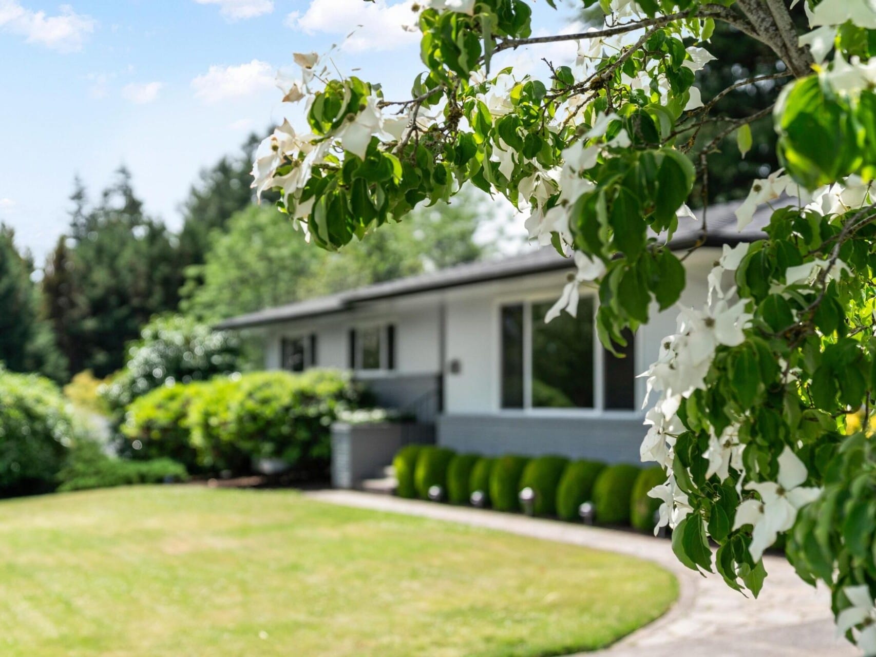 A suburban house is partially visible behind a lush green lawn. White blossoms hang from a tree in the foreground. The scene is bright and sunny, with more green foliage in the background.