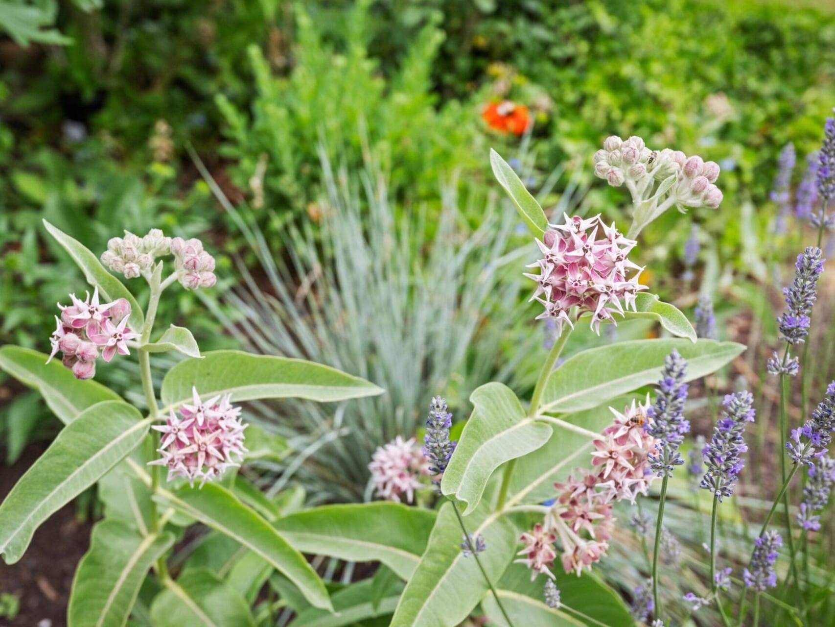 A garden scene unfolds with clusters of pink milkweed flowers and large green leaves, surrounded by lavender against a lush Portland backdrop—a perfect oasis for any Portland Realtor to showcase in the thriving Oregon real estate market.