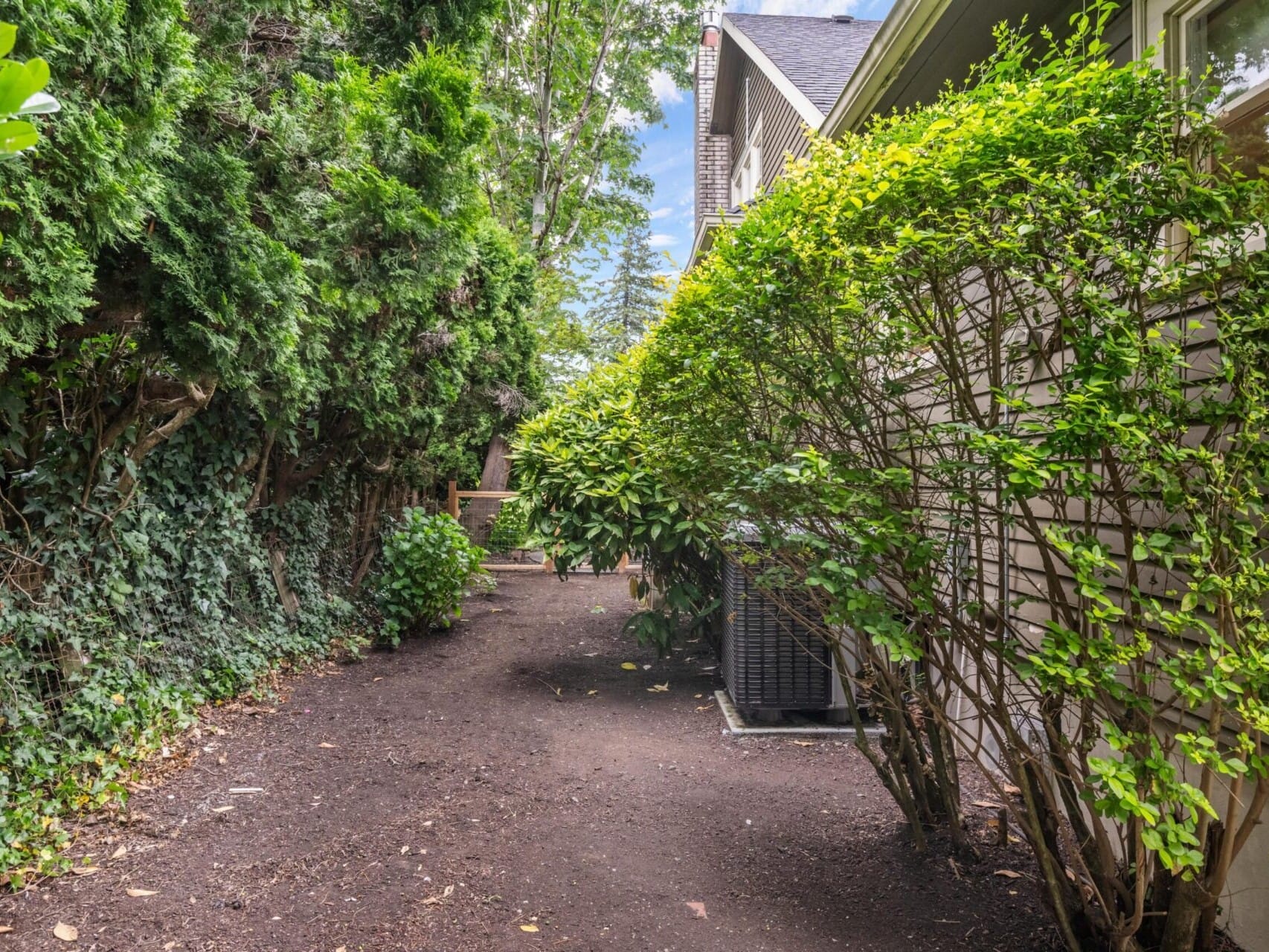 A narrow dirt path runs alongside a house with beige siding. On the right, neatly trimmed shrubbery lines the house, while tall, dense trees with green foliage border the left side, partially covered in ivy. This serene Portland Oregon real estate boasts a clear blue sky above.