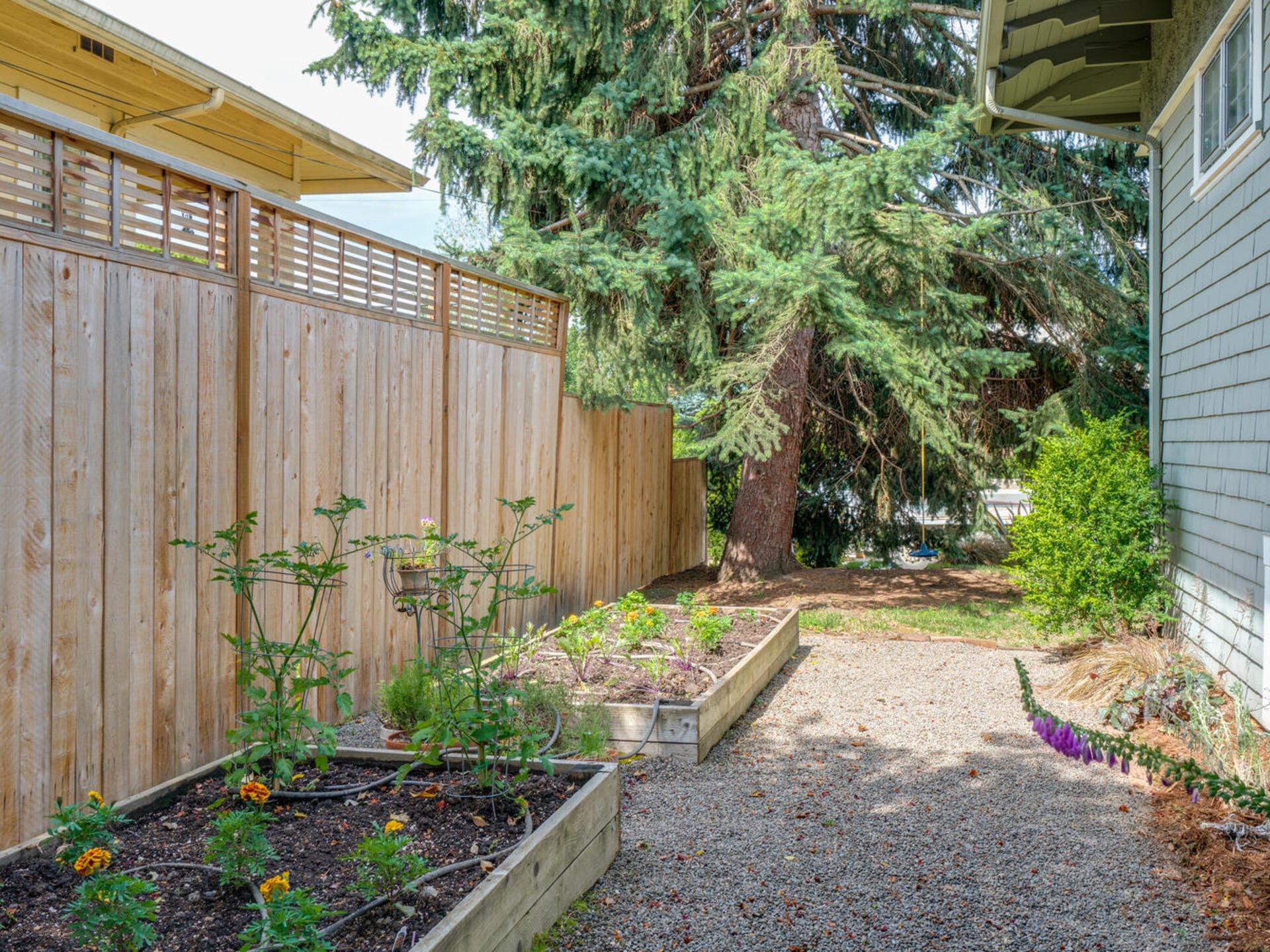 A narrow garden path with raised wooden planter boxes on the left, containing various plants and flowers. A tall wooden fence runs alongside, with a large evergreen tree in the background. The path leads to the side of a house.