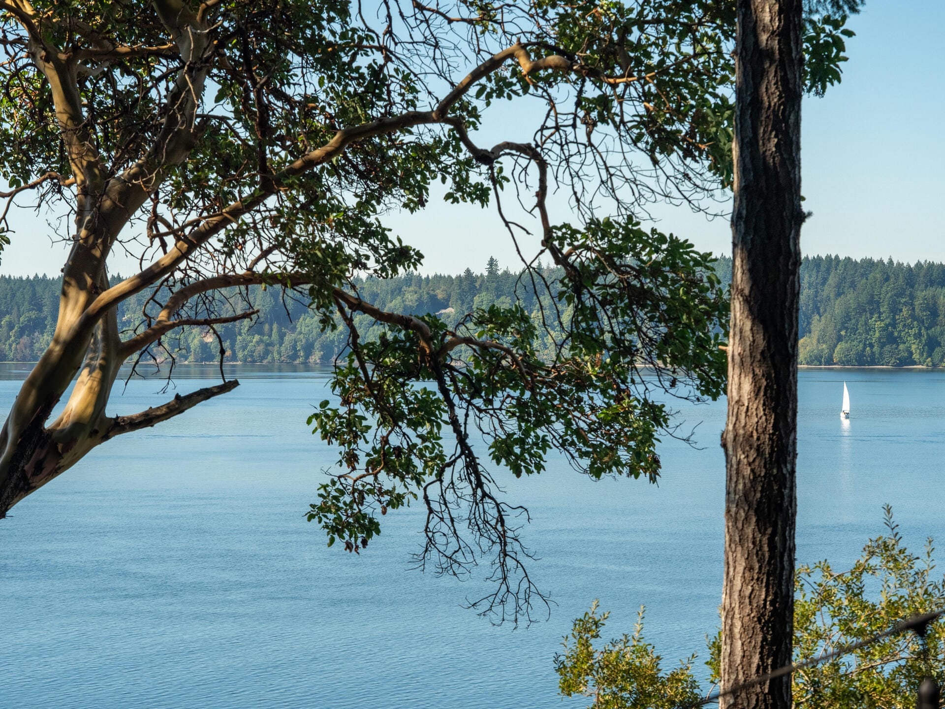 A scenic view of a calm lake with a single white sailboat in the distance. The foreground features leafy branches and tree trunks, while a lush forest lies across the water under a clear blue sky.