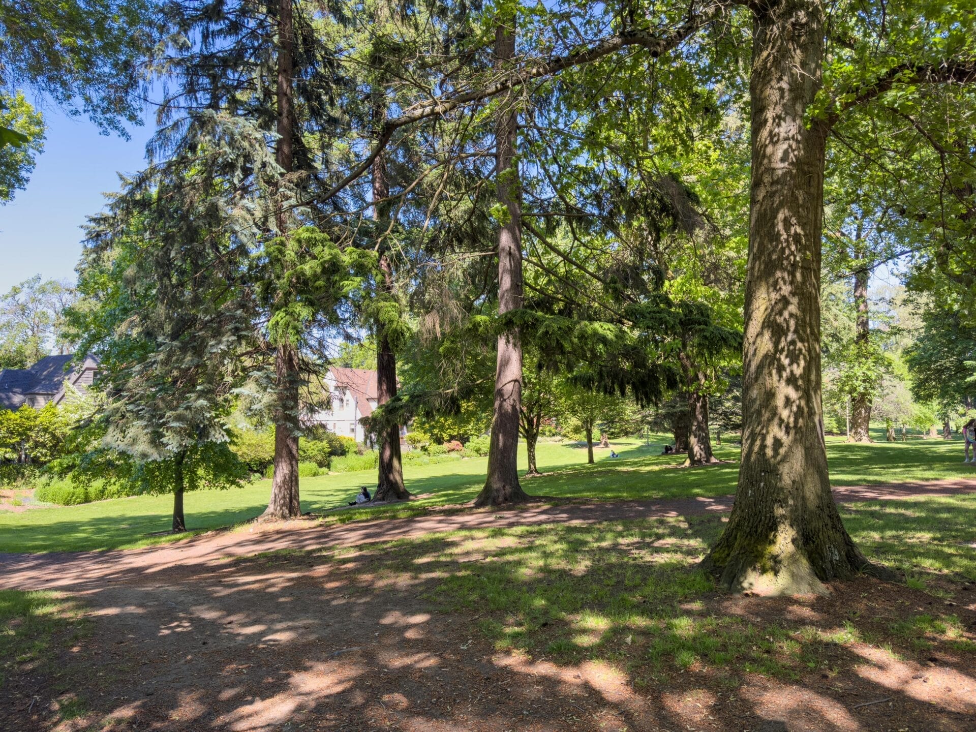 A scenic park view with tall trees providing shade. Sunlight filters through the leaves, casting dappled shadows on the grassy ground. A few houses are visible in the background, partially obscured by the foliage.